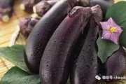 茄子精产国产品入口高清,高清解析市场格局与趋势